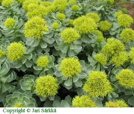 Rhodiola rosea 'Reitkalli'